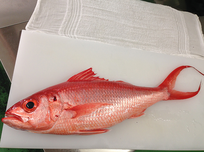 石垣島の魚たち 石垣島の島人居酒屋8番地 アカジン アカマチ マクブなどのご紹介